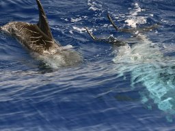 Cetacei e uccelli marini dalla barca